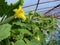 Close Up Macro of Slicing Cucumber Flower