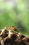 Close up or macro Soldier termites on Termite mound Blurred background, Macro termes gilvus