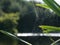 Close up / macro spider web with water droplets, on plants by river bank