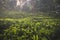 Close up of macro tea leaves. Ceylon plantation an sunset. Popular Sri Lanka place.