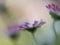 Close up macro of three daisies on bokeh background