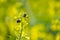 Close up macro of tropinota hirta feeding on oilseed yellow