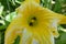 Close up macro  two insect in yellow pumkin flower