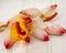 Close-up macro of Variegated Shell Ginger Alpinia zerumbet `Variegata` Blossom and blooms