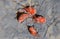 Close up macro  velvet mite or Trombidiidae