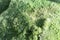 Close up macro view of abromeitiella brevifolia succulent plant