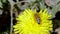 Close up macro view of bee on yellow dandelion isolated. Gorgeous nature backgrounds.