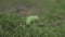 Close up Macro view of a big green caterpillar