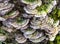 Close-up macro view of Chaga mushroom or Inonotus obliquus on the birch tree. Selective focus