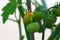 Close up macro view of cherry tomatos getting mature. Healthy food concept. Beautiful nature background