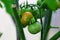 Close up macro view of cherry tomatos getting mature. Healthy food concept. Beautiful nature background