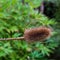 Close up macro view of a dried teasel flower