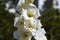 Close up macro view of gorgeous white gladiolus flower on green leavs background