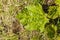 Close up macro view of green garden rhubarb leaves isolated.