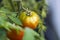 Close up macro view of half ripe tomato. Organic food concept