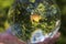 Close up macro view of hand holding crystal ball with inverted image of apple tree. Sweden.