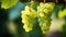 Close up macro view of hanging green grapes on vineyard branch as a natural background