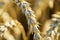 Close up macro view of part of wheat field. Yellow summer background.