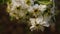 Close up macro view of a tiny white and pink flower with green leaves in the Spring