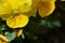 Close up macro view of a violet with inflated yellow petals. Viola cornuta