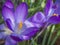 Close up macro violet Crocus vernus spring flower on defocused g