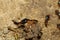 Close up Macro warrior termite ant in nature at thailand