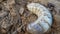 Close up of macro white grubs burrowing into the compost soil. Insect Harm for vegetable plant