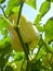 Close Up Macro of White Sweet Bell Pepper Capsicum