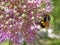 Close-Up Macro of Yellow and Black Bumble Bee on Purple bulbous allium flower