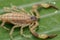 Close up macro yellow or brown Scorpion on green leaf. Small animal is poisonous reptile in the tail for sting to hunt prey or