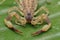 Close up macro yellow or brown Scorpion on green leaf. Small animal is poisonous reptile in the tail for sting to hunt prey or