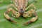 Close up macro yellow or brown Scorpion on green leaf. Small animal is poisonous reptile in the tail for sting to hunt prey or