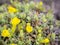 Close up macro of yellow flowers of Erysimum kotschyanum or Erysimum korabense Fragrant Sunshine. Also known as the