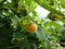 Close Up Macro of Yellow Raspberry Fruit Bush