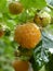Close Up Macro of Yellow Raspberry Fruit Bush