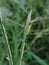 close up or macro zoom of a green grasshopper perching on a weed