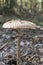 Close up of Macrolepiota procera in the forest in fall. Autumn colorful scene background in sunlight. Edible mushroom. Detail of p