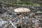 Close up of Macrolepiota procera in the forest in fall. Autumn colorful scene background in sunlight. Edible mushroom. Detail of p