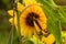 Close up macrophotography of Colias eurytheme, the orange sulphur butterfly on sunflower.