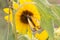 Close up macrophotography of Colias eurytheme, the orange sulphur butterfly on sunflower.