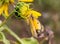 Close up macrophotography of Colias eurytheme, the orange sulphur butterfly on sunflower bud.