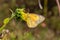 Close up macrophotography of Colias eurytheme, the orange sulphur butterfly on sunflower bud.