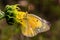 Close up macrophotography of Colias eurytheme, the orange sulphur butterfly on sunflower bud.