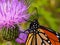 Close up macrophotography of Monarch butterfly head on a purple thistle flower