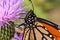 Close up macrophotography of Monarch butterfly head on a purple thistle flower