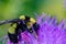 Close up, macrophotography of perhaps, Bombus impatiens , the common eastern bumble bee diving into thistle flower.