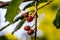 Close up macrophotography of red wild berries, cranberries