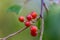 Close up macrophotography of red wild berries, cranberries