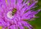 Close up macrophotography of spotted cucumber beetle on a purple thistle flower