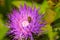 Close up macrophotography of spotted yellow cucumber beetle on a purple thistle flower